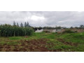 15-hectare-farm-for-sale-in-shimabala-small-5