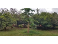 15-hectare-farm-for-sale-in-shimabala-small-2