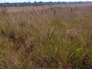 Bare Land for Sale in Mungule Area