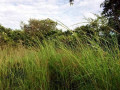 5-hectares-of-land-for-sale-in-chongwe-small-2