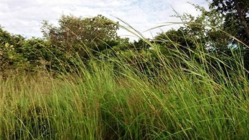 5-hectares-of-land-for-sale-in-chongwe-big-2