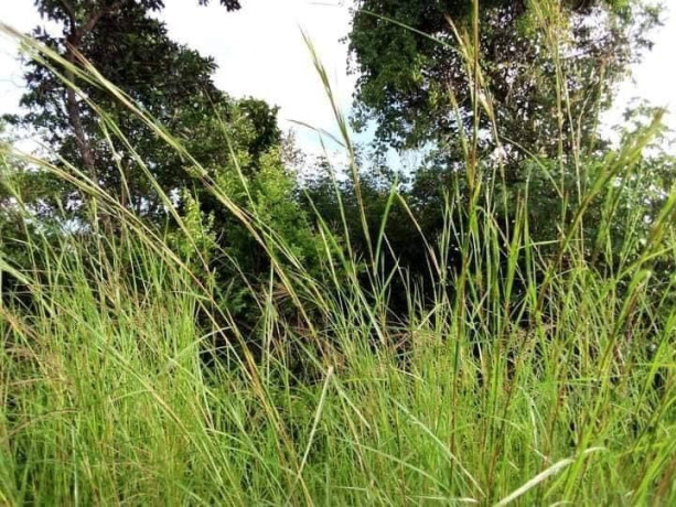 5-hectares-of-land-for-sale-in-chongwe-big-1