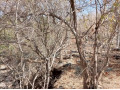 13-acre-plot-for-sale-in-siavonga-small-2