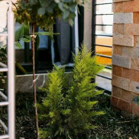 1-bedroom-apartment-for-rent-in-ibex-hill-big-2