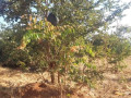 plot-for-sale-in-lilayi-small-1