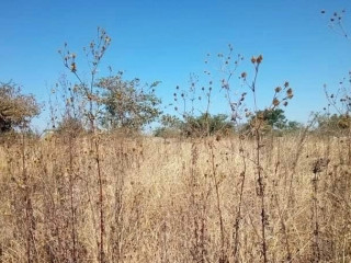 plot-for-sale-in-lilayi
