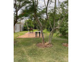 4-bedroom-house-for-rent-in-makeni-small-1