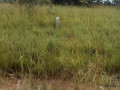 2-hectares-of-land-in-roan-park-chongwe-small-3