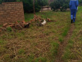 30m-by-40m-plots-for-sale-in-choma-small-8