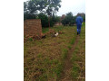 30m-by-40m-plots-for-sale-in-choma-small-8