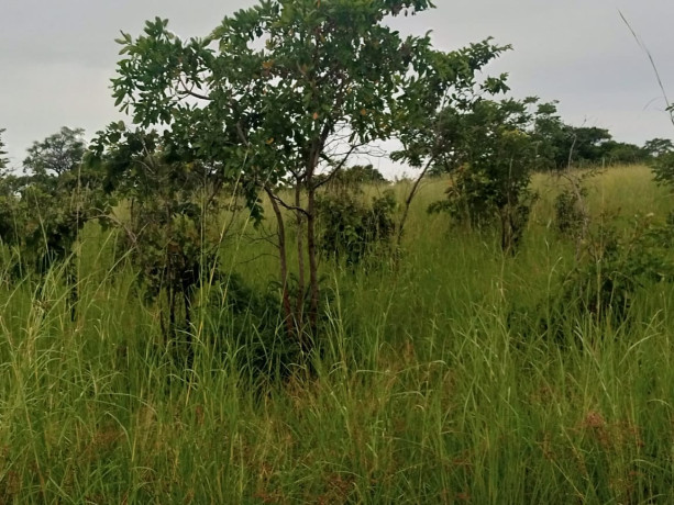 30m-by-40m-plots-for-sale-in-choma-big-4