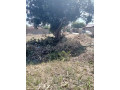 residential-plot-for-sale-in-ibex-hill-small-2
