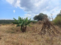 45-acre-farm-for-sale-in-sinoma-small-0