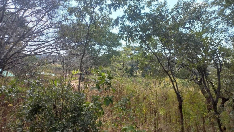 45-acre-farm-for-sale-in-sinoma-big-1