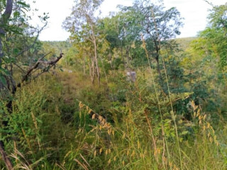 5.3 Acre Plot For Sale In Mikango