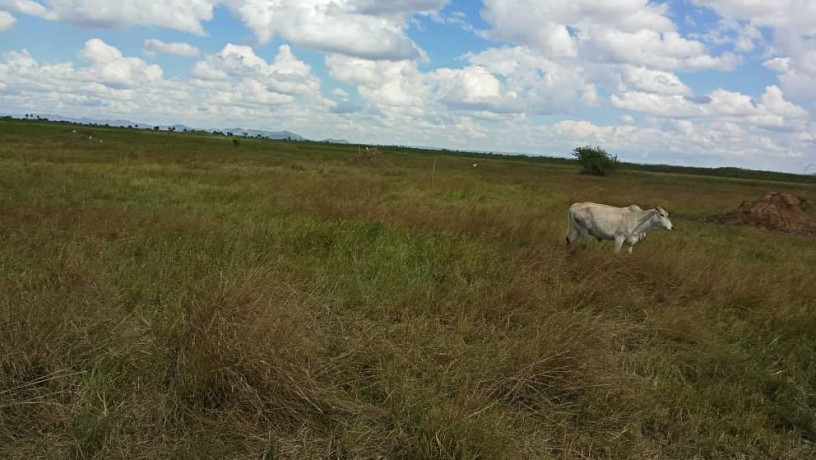 20-hectares-of-land-for-sale-in-kafue-big-4