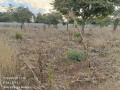 4030-plots-for-sale-in-chalala-small-1