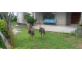 5-acres-farm-for-sale-in-palabana-small-7