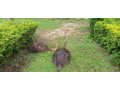 5-acres-farm-for-sale-in-palabana-small-5