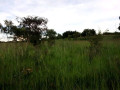 2-hectares-land-for-sale-in-kasisi-small-2