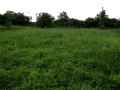 2-hectares-land-for-sale-in-kasisi-small-0