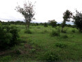 2-hectares-land-for-sale-in-kasisi-small-5