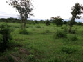 2-hectares-land-for-sale-in-kasisi-small-3