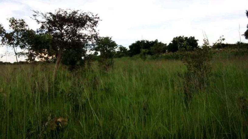 2-hectares-land-for-sale-in-kasisi-big-2