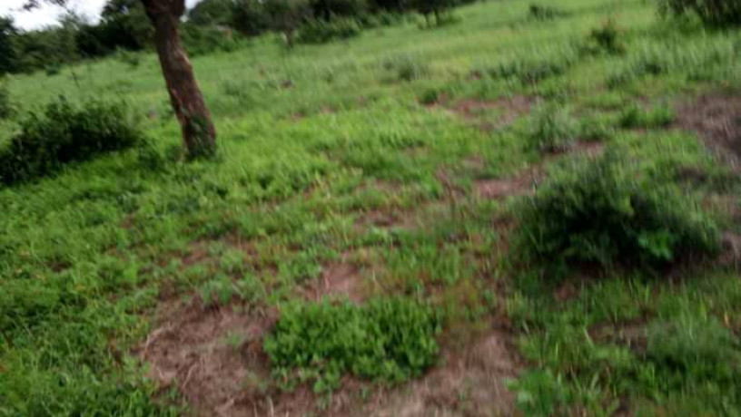 2-hectares-land-for-sale-in-kasisi-big-4