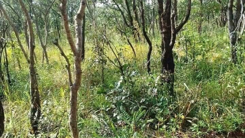 90-hectares-of-farmland-for-sale-in-mkushi-big-3