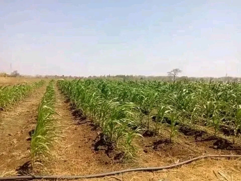 land-for-sale-in-makeni-konga-big-1