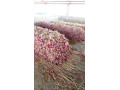 100-hectares-farm-for-sale-along-mumba-road-small-3