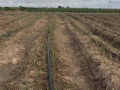 100-hectares-farm-for-sale-along-mumba-road-small-5
