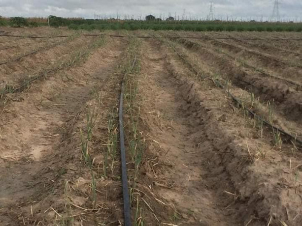100-hectares-farm-for-sale-along-mumba-road-big-5