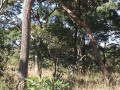 47-hectare-land-for-sale-in-kapiri-mposhi-small-6