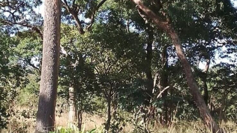 47-hectare-land-for-sale-in-kapiri-mposhi-big-6