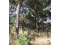 47-hectare-land-for-sale-in-kapiri-mposhi-small-6