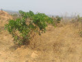 land-for-sale-in-framers-kalundu-small-5