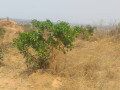 land-for-sale-in-framers-kalundu-small-0