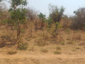 land-for-sale-in-framers-kalundu-small-1