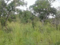 five-acres-of-virgin-land-for-sale-in-mwanawasa-resettlement-area-small-1