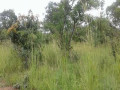 five-acres-of-virgin-land-for-sale-in-mwanawasa-resettlement-area-small-0