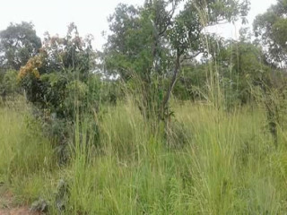 Five Acres of Virgin Land for Sale in Mwanawasa Resettlement Area