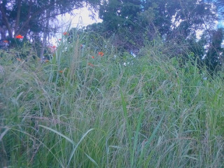 5-acres-plot-for-sale-in-ibex-hill