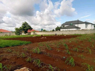 50m by 50m Plot For Sale In New Kasama