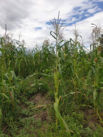 4-hectares-land-for-sale-in-shimabala-big-1