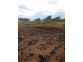 20m-by-20m-plot-for-sale-in-kalundu-villa-small-4