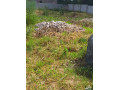 36m-by-40m-plot-for-sale-in-lilayi-small-1