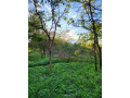 plots-for-sale-in-new-kasama-small-2
