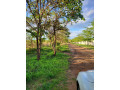 plots-for-sale-in-new-kasama-small-1